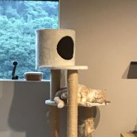 ちひのすけさん