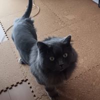 婆さん