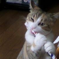 hinatano 会員画像