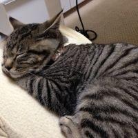 わんにゃー 会員画像