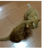 ネコノマクラ 会員画像