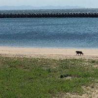 チエミジュニさん