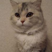 マソンヌ 会員画像