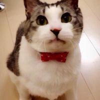 ひで丸ブン太 会員画像