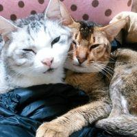 くーちゃんママさん