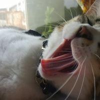 夢幻流季 会員画像