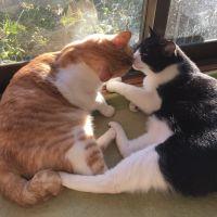 かつおたらお 会員画像
