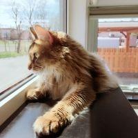 fun life with cat 会員画像