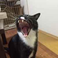 会員画像