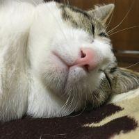 ニコたむ 会員画像