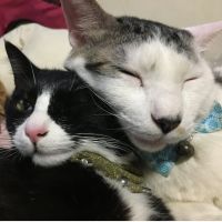 ごまねこ 会員画像