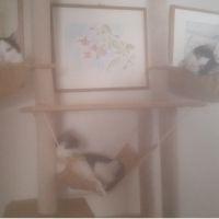 猫達のママ 会員画像