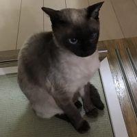 こげっち 会員画像