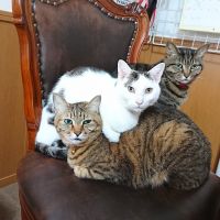 ちゃわん 会員画像