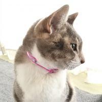 *藍* 会員画像