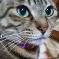 ニャンコ 会員画像