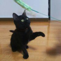 ミヤヤン 会員画像