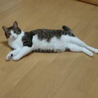 ゆず坊 会員画像