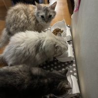 会員画像