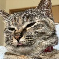 つなまよ2704 会員画像