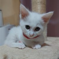 猫執事さん