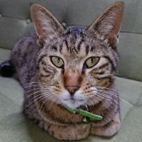 ひなた。 会員画像