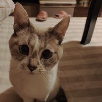 しゃむねこ