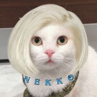 こたつにゃんこ 会員画像