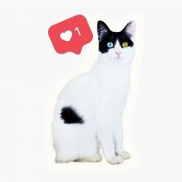 キスメット 会員画像