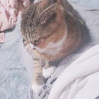 ニャンフォールド 会員画像