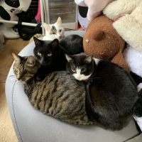 牧場猫 会員画像