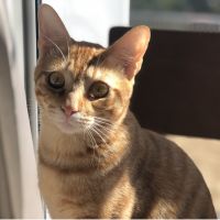 おにくちゃんん 会員画像