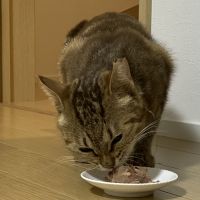 にゃんこ丸117さん