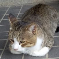 よここねこ 会員画像