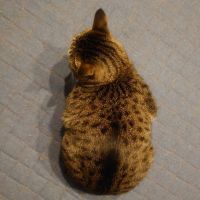 うにっちーさん