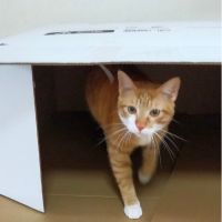 ボンレス猫 会員画像