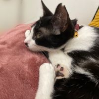 pOwOqさん