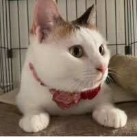 ねこカシマシさん