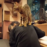 なかたにさちかさん