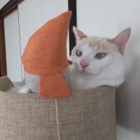 しじみchan 会員画像