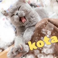 コタ坊 ^ ̳ᴗ ̫ ᴗ ̳^ 会員画像