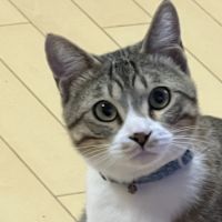 ちゃこまめさん