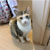 りつまふさん