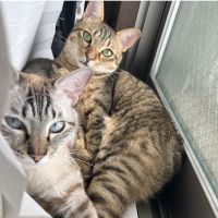 ネムシパさん
