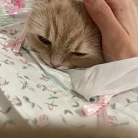 ありにゃさん