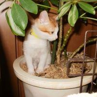 bibilove 会員画像