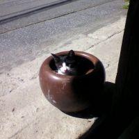 福ねこにゃん 会員画像
