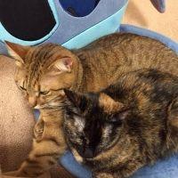 モアナ