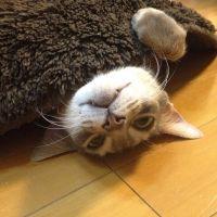 アビママ 会員画像
