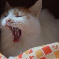 matchan 会員画像